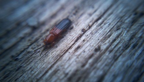 Close-up of insect on wood