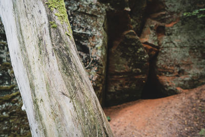 Close-up of tree trunk