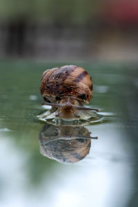 Close-up of snail in water
