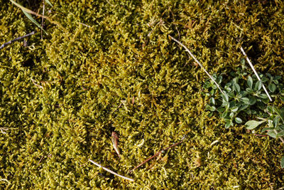 High angle view of plants growing on land