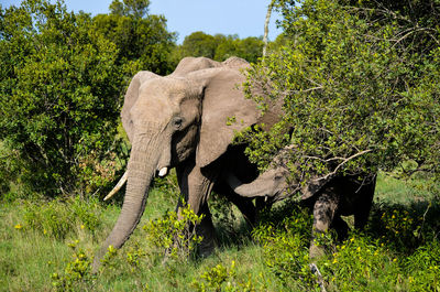 View of elephant in sunlight