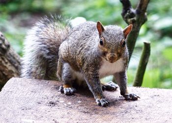 Close-up of squirrel