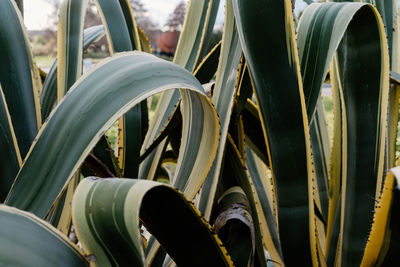 Full frame shot of plants