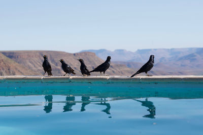 Birds perching on a lake