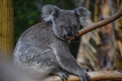 Close-up of monkey sitting on tree