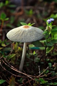 Close-up of mushroom growing in forest