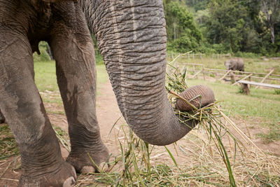 View of elephant on field