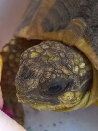 Close-up of turtle