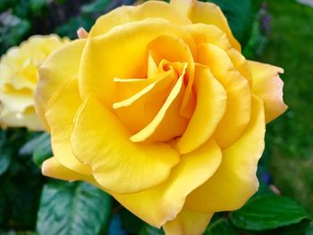 Close-up of yellow flower blooming outdoors