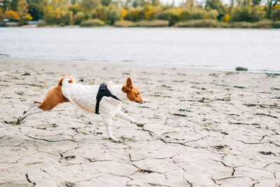 Side view of a dog looking away