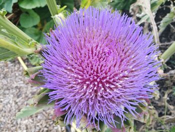 Close-up of purple flower