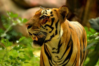 Close-up of a tiger