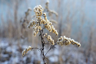 Close-up of white flowering plant