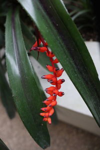 Close-up of succulent plant