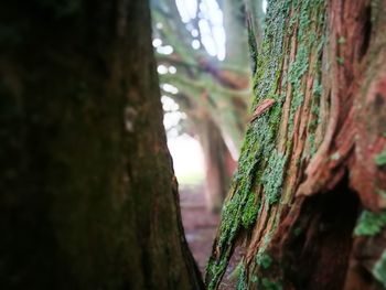 Close-up of moss growing on tree trunk