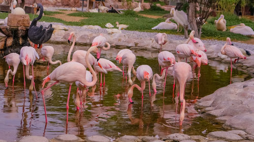 View of birds drinking water in lake