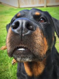 Close-up portrait of black dog