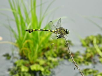 Close-up of dragonfly on leaf