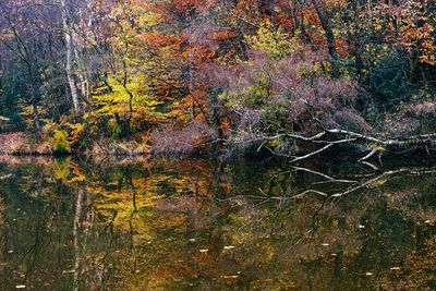 Trees growing in forest during autumn