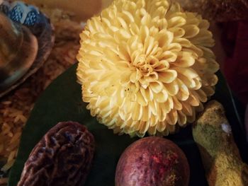 High angle view of flowering plant