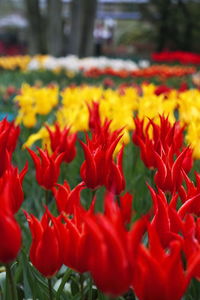 Close-up of red flowering plants on field