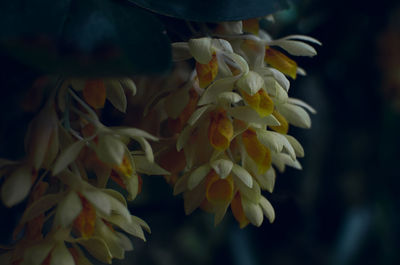 Close-up of yellow flowering plant