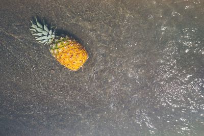 High angle view of pineapple on shore at beach