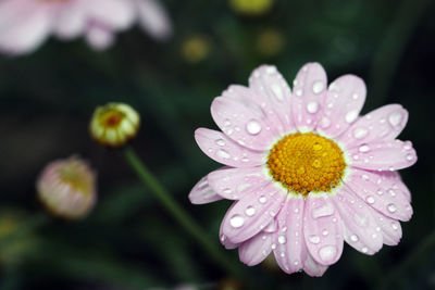 Close-up of water drops on flower