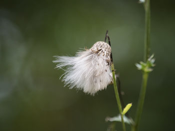 Close-up of butterfly on flower