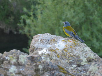 Close-up of bird perching on rock