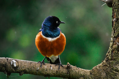 Close-up of bird perching on branch