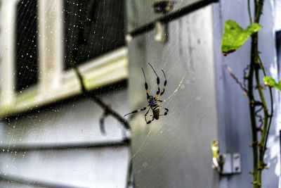 Close-up of spider on window