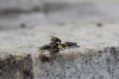 Close-up of insect