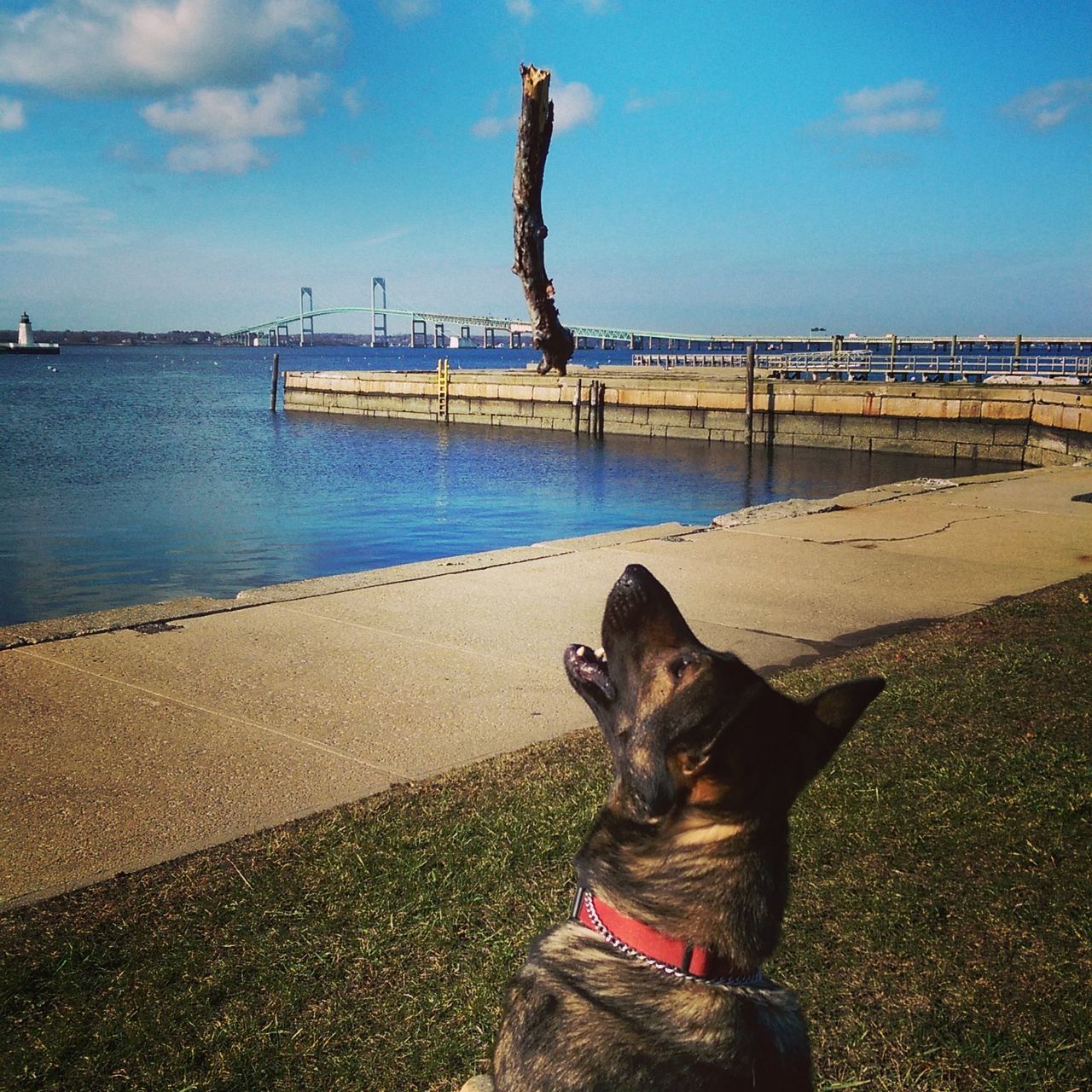 pets, one animal, animal themes, domestic animals, mammal, water, sea, sky, dog, beach, horizon over water, sitting, shore, blue, outdoors, standing, day, full length, cloud - sky, nature