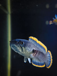 Close-up of snakehead fish