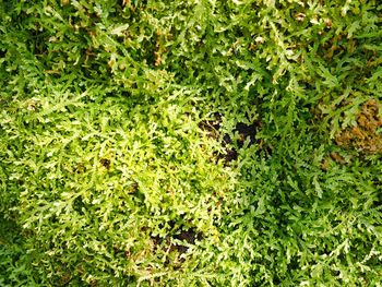 Full frame shot of plants growing on land