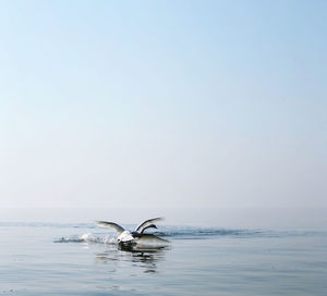 Horse swimming in sea