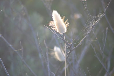 Close-up of flower plant