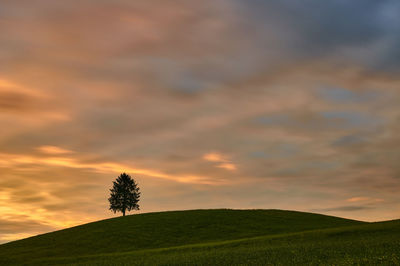 Scenic view of field with tree against sky during sunset
