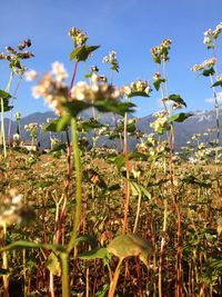 Plants growing on field