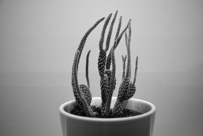 Cactus leaning toward the light