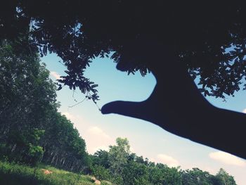 Low angle view of trees against sky