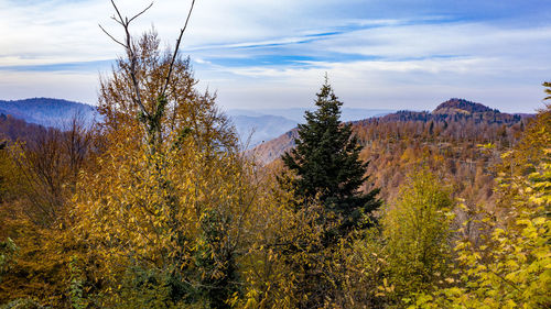 Scenic view of trees against sky during autumn