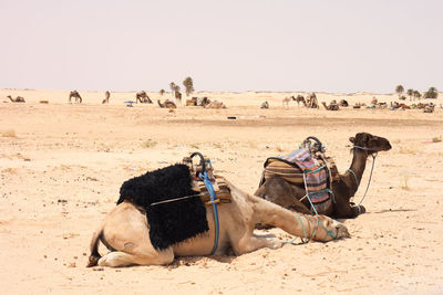 Horses resting on sand dune