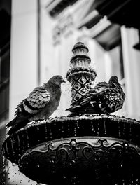 Close-up of birds perching