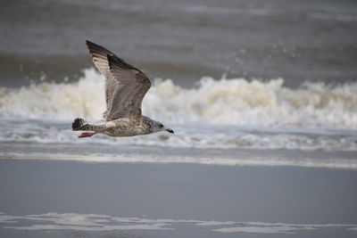 Close-up of seagull flying over beach