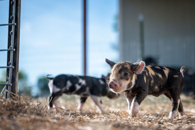 Brown, black and white piglets playing