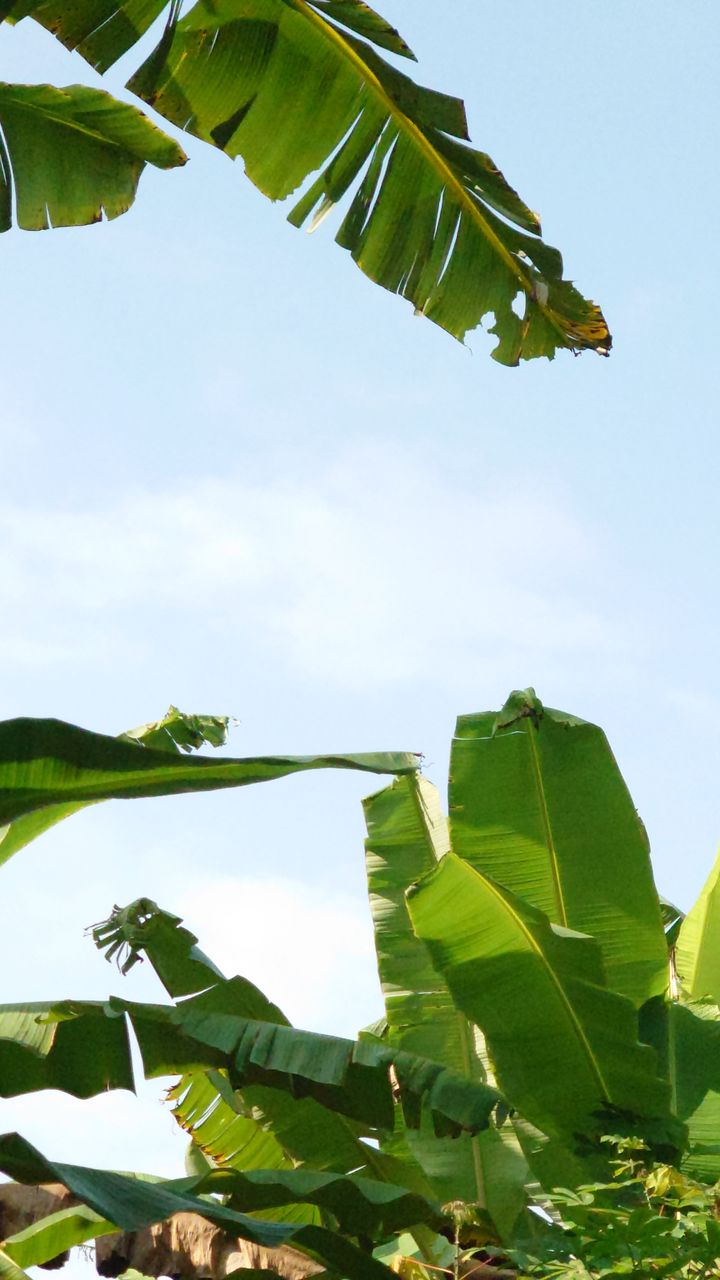 green, leaf, plant part, plant, nature, tree, banana leaf, growth, sky, low angle view, flower, food and drink, food, sunlight, day, no people, banana tree, healthy eating, banana, outdoors, branch, beauty in nature, freshness, agriculture, produce, fruit, plant stem