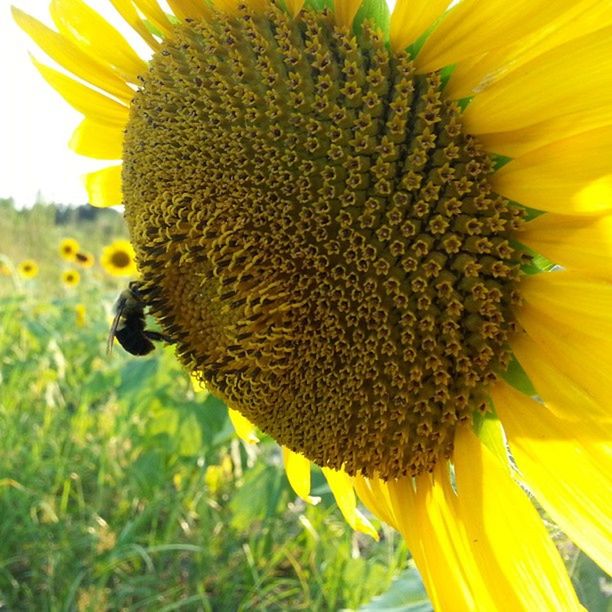 flower, yellow, flower head, freshness, sunflower, fragility, petal, growth, pollen, beauty in nature, close-up, nature, blooming, single flower, plant, focus on foreground, field, outdoors, animal themes, in bloom