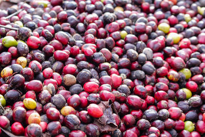 Come buy coffee, ripe red coffee berries are picked from the tree, bring coffee home